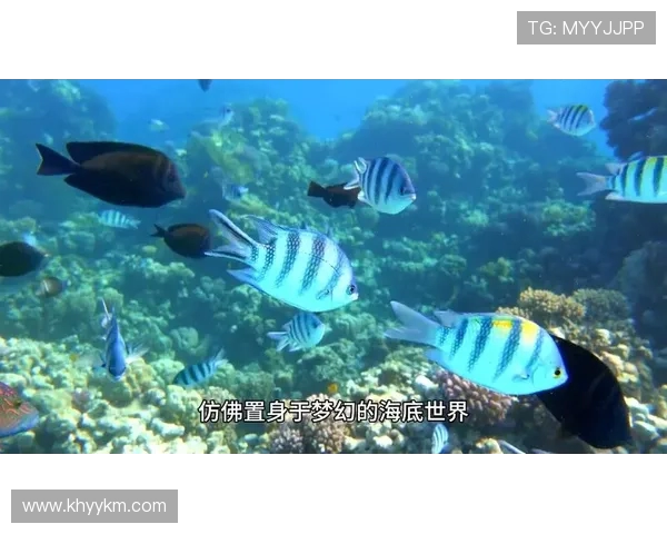 菲律宾与马尔代夫精彩对决录像回放分析及精彩瞬间集锦 菲律宾与马尔代夫精彩对决录像回放分析及精彩瞬间集锦